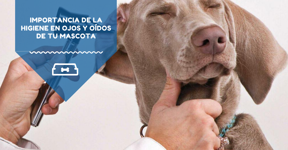 Importancia de la higiene en ojos y oídos de tu mascota